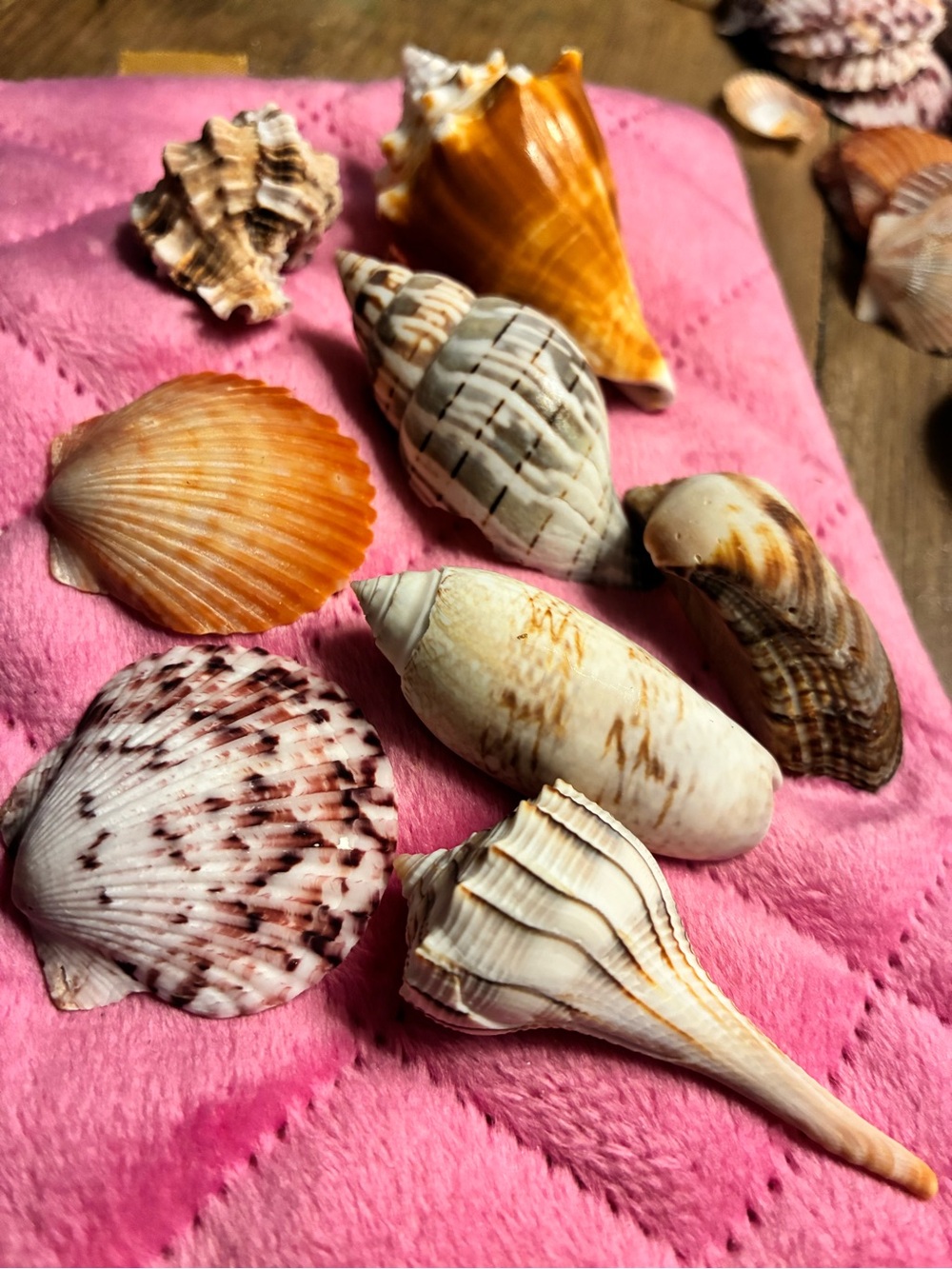 Help my Honey pay with Shell bag